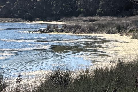 view of the lake's shore