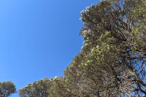 flowering tea trees