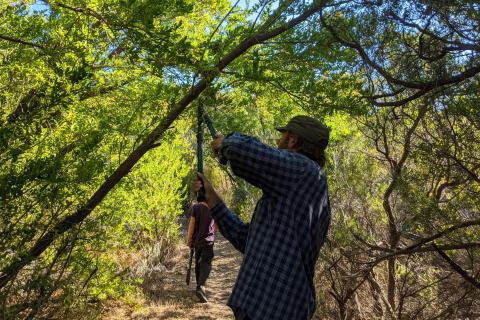 man trimming branches