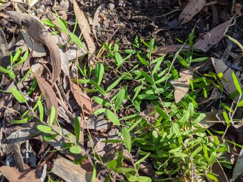 polygala 