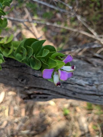 polygala with flower