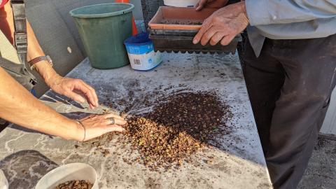 seeds on the table