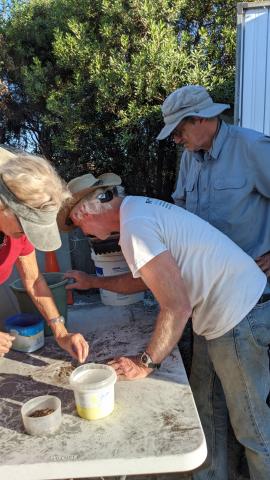 volunteers sorting seedsd