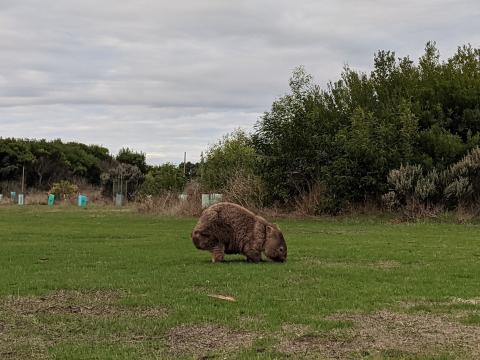 wombat