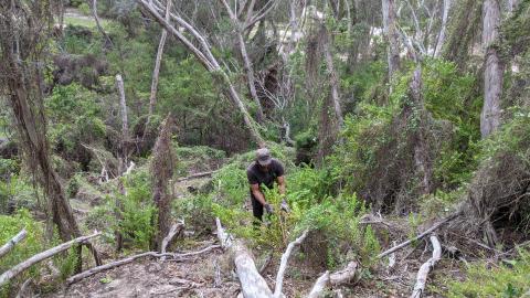 volunteer pulling weeds in cullen reserve