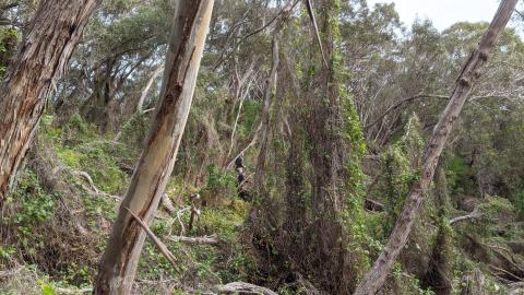 volunteer in cullen reserve