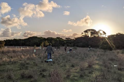 volunteers planting seedlings