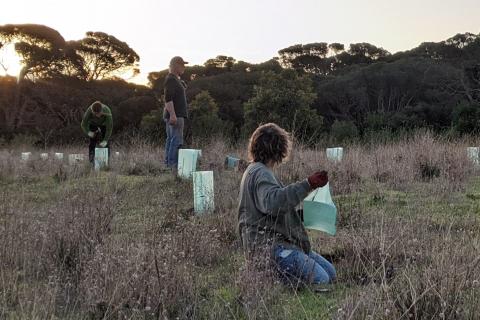 volunteers planting seedlings