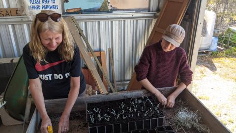 woman and boy volunteer planting cuttings