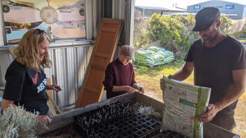 volunteers planting cuttings