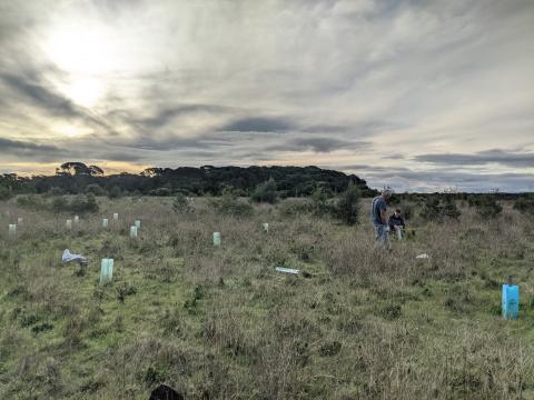 Planting