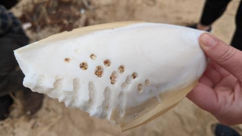 dolphin bite in cuttlefish bone