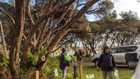 Volunteer planting trees