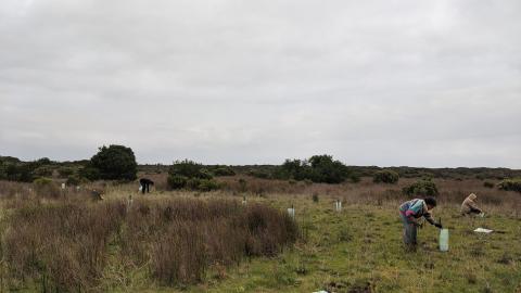 Volunteer planting trees