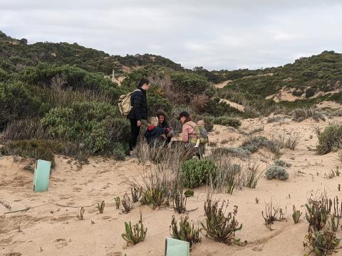 Volunteer planting trees