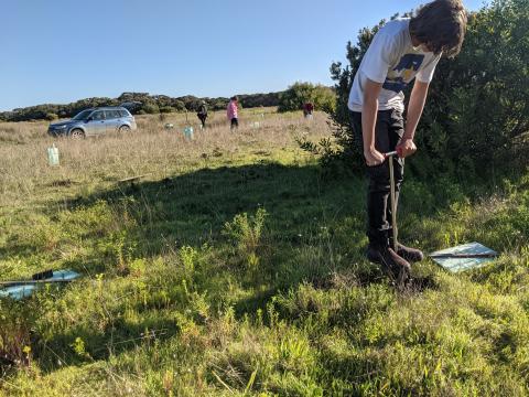 Volunteer planting trees