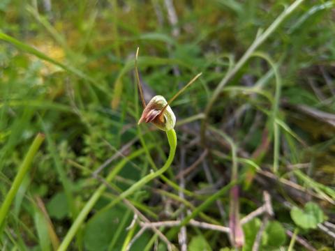 green hooded orchid