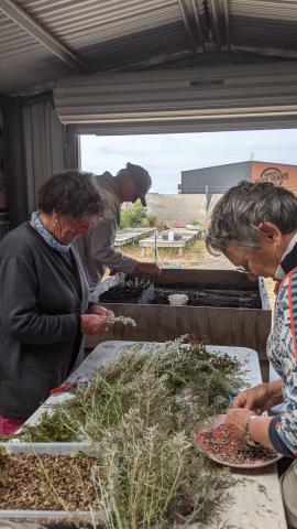 volunteers planting seedlings