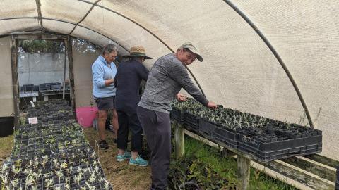 Volunteers caring for seedlings