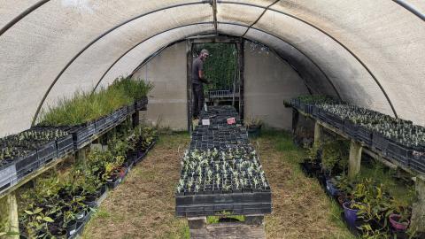 volunteer in the shade house