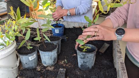 volunteers planting seedlings