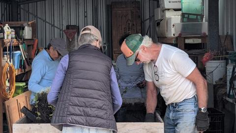 volunteers planting seedlings