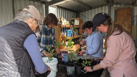 volunteers planting seedlings