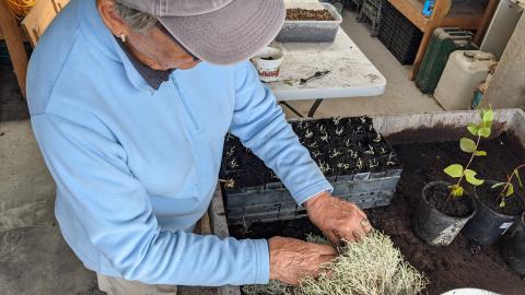 volunteer planting seedlings