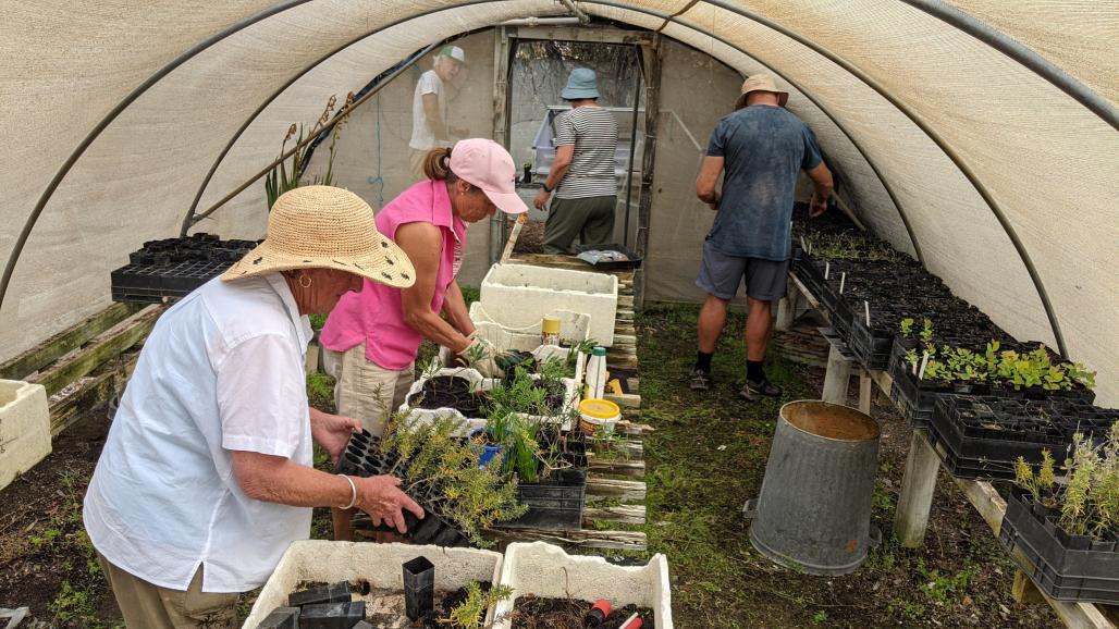 Volunteers caring for seedlings