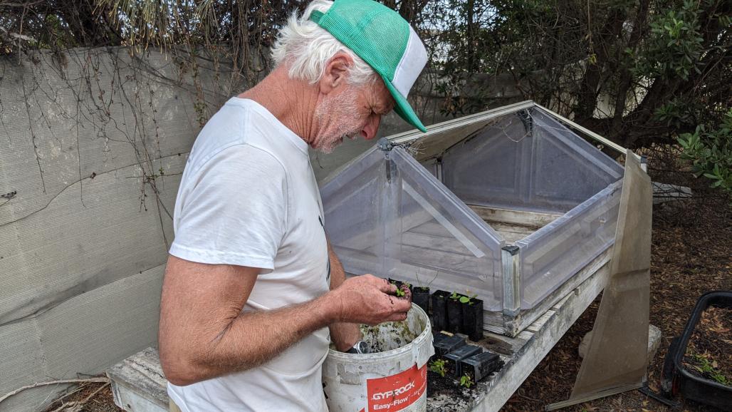 man checking seedlings in a bucket