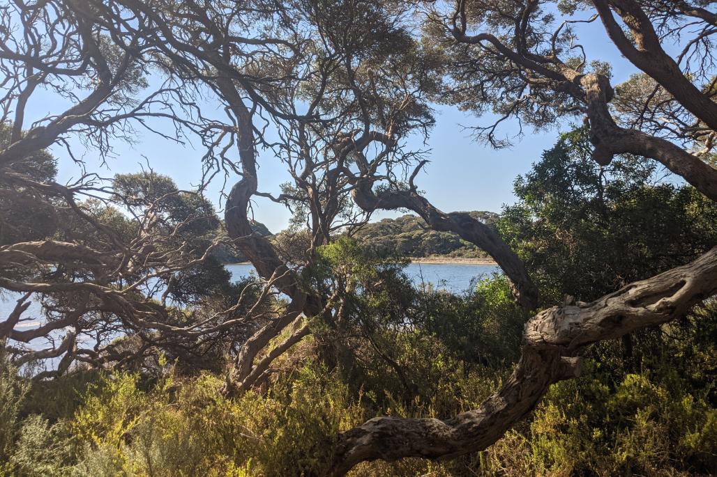 view of the lake throught tree branches