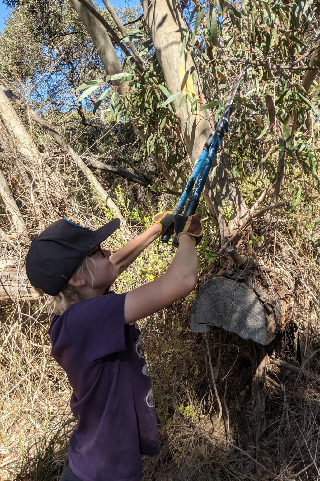 boy trimming bush