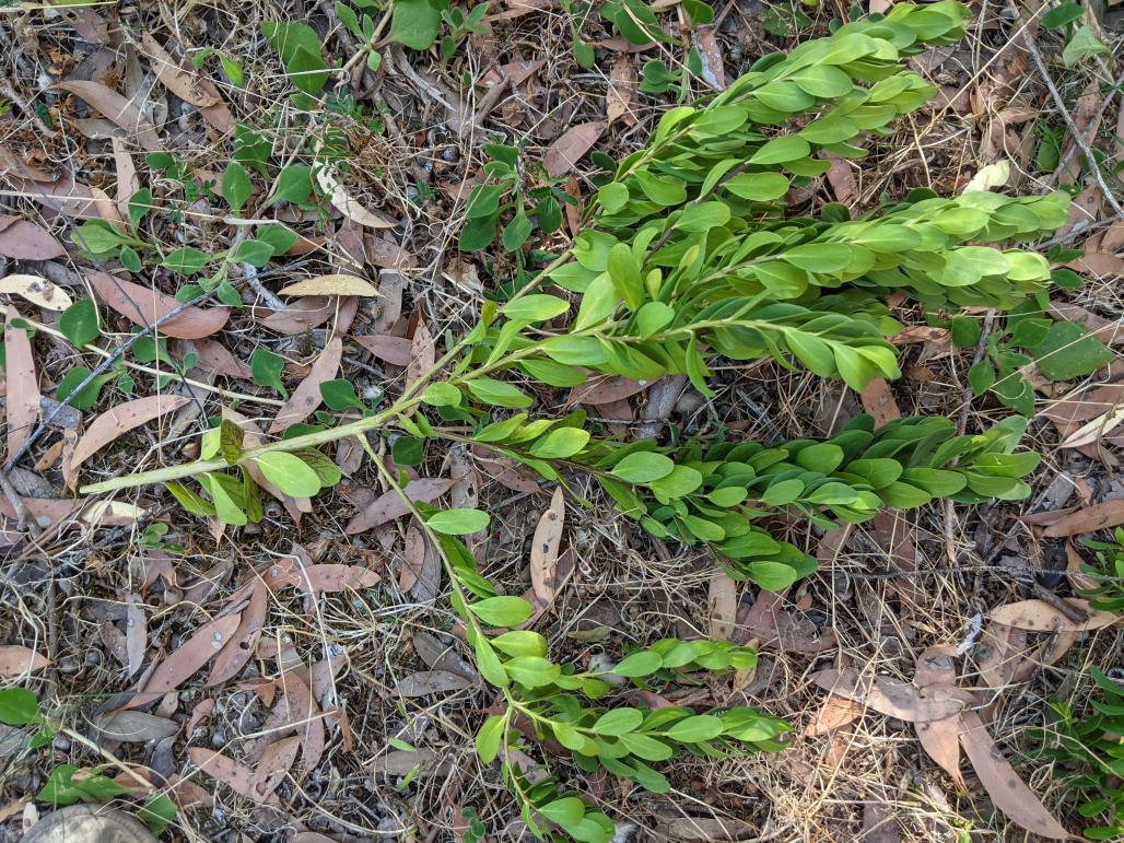 polygala