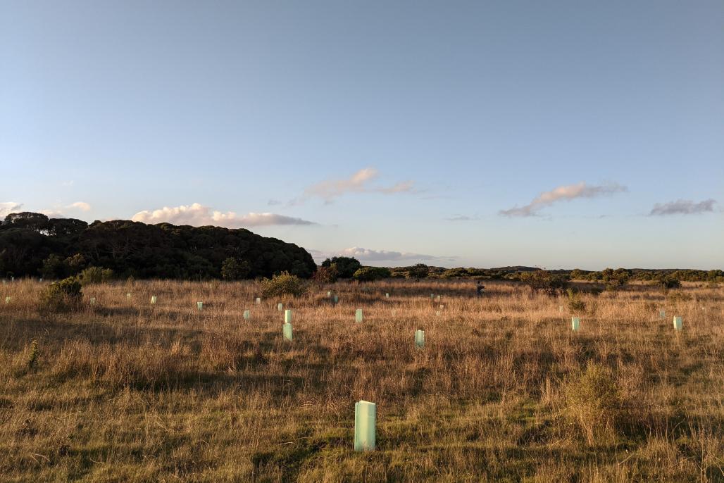 view of an open field with seedlings' guards