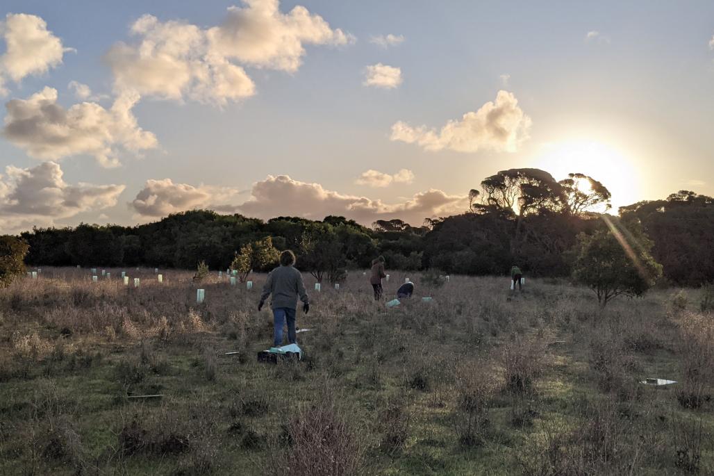 volunteers planting seedlings