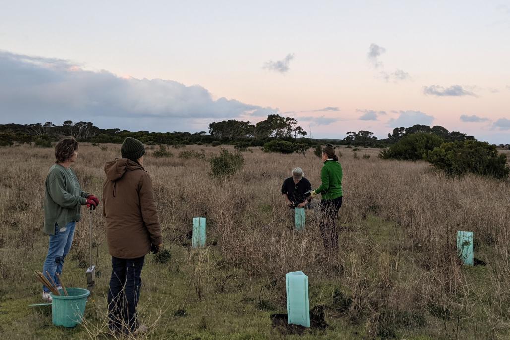 volunteers planting seedlings