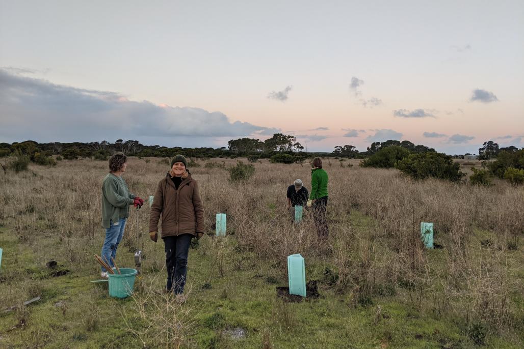 volunteers planting seedlings