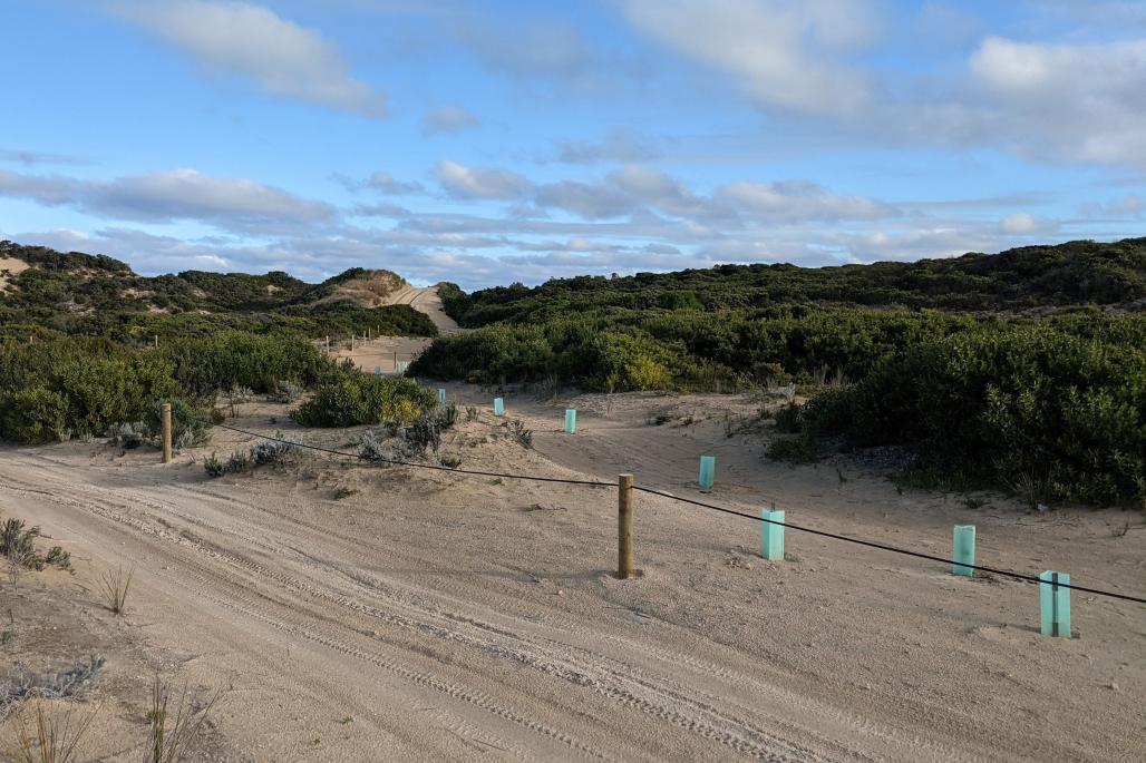 view of revegetated site