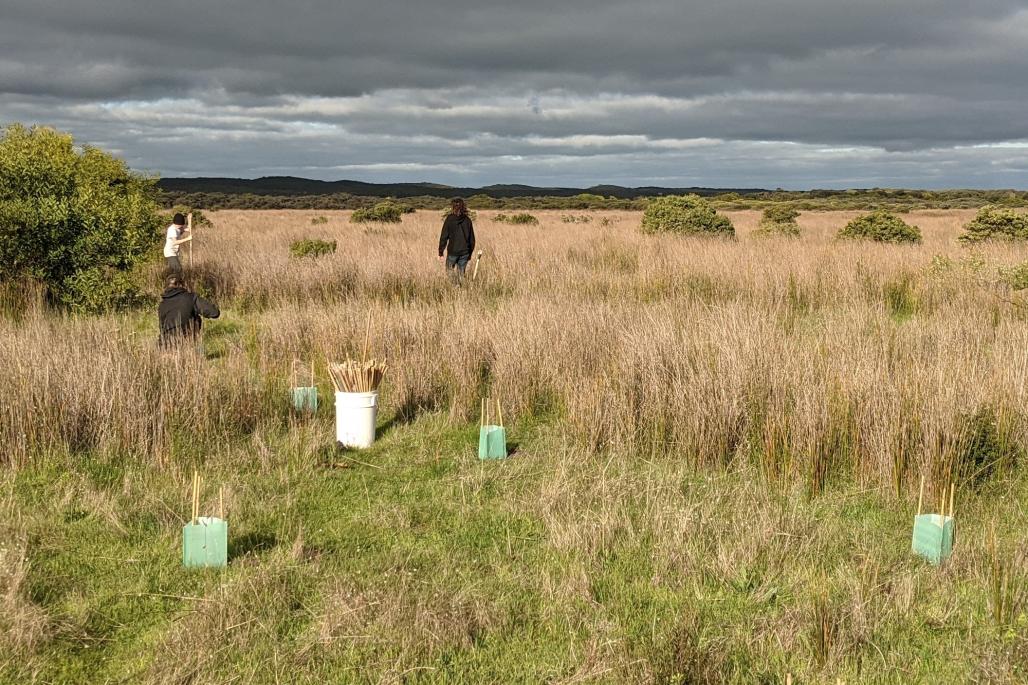 volunteers planting