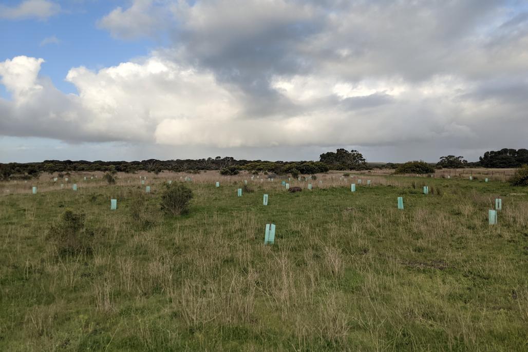 revegetation site