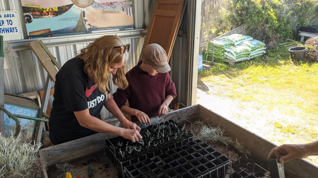 woman and boy volunteer planting cuttings