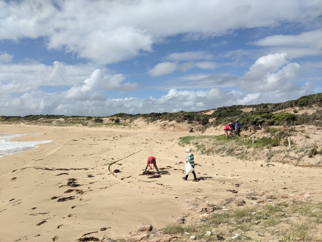 volunters on the beach