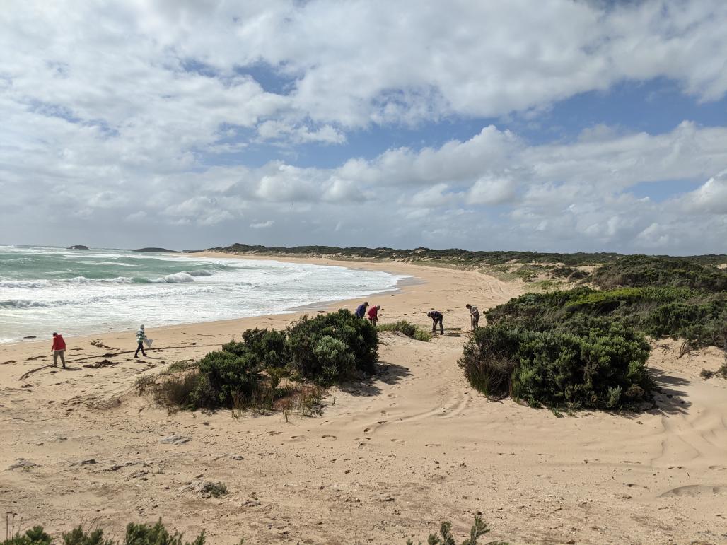 volunters on the beach