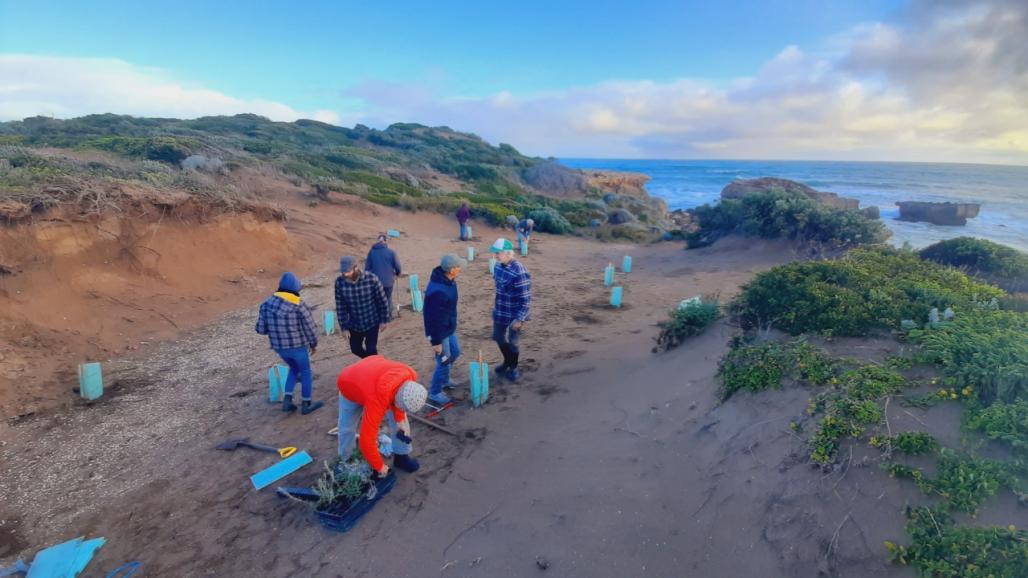 Planting near coastal track