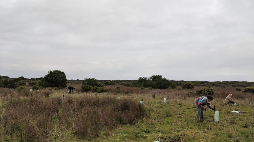 Volunteer planting trees