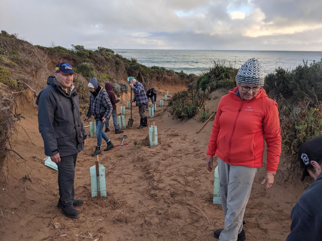 Volunteer planting trees