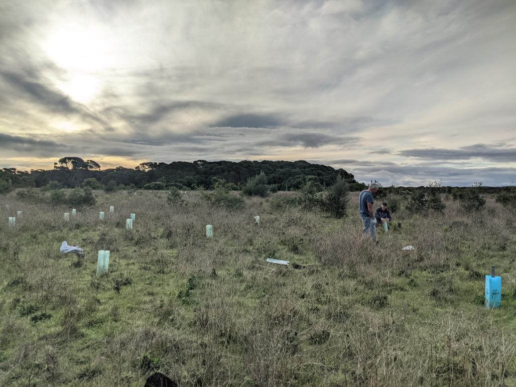 Volunteer planting trees