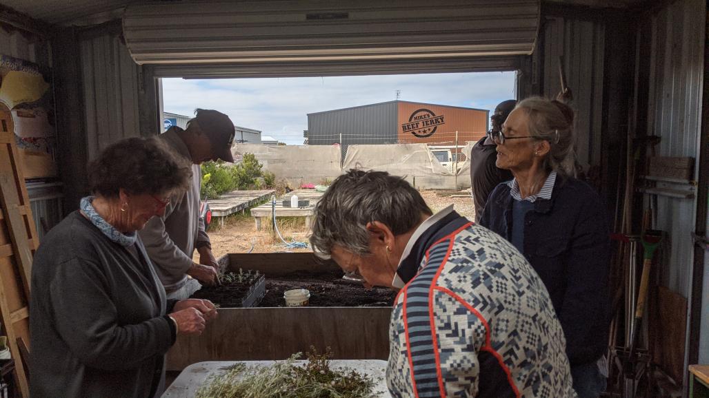 volunteers planting seedlings