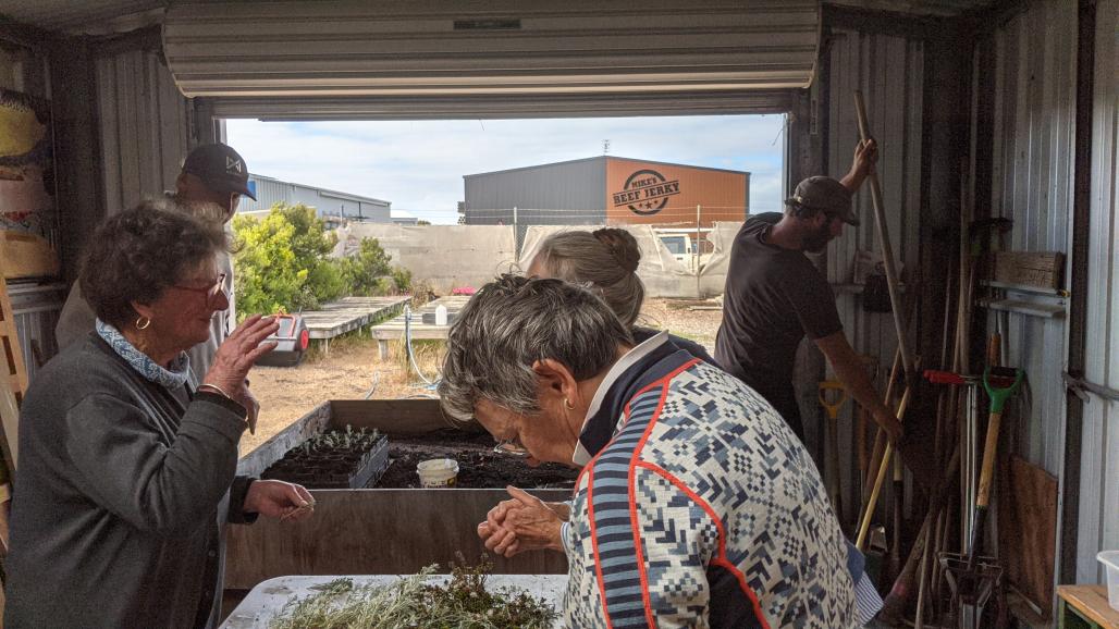 volunteers planting seedlings