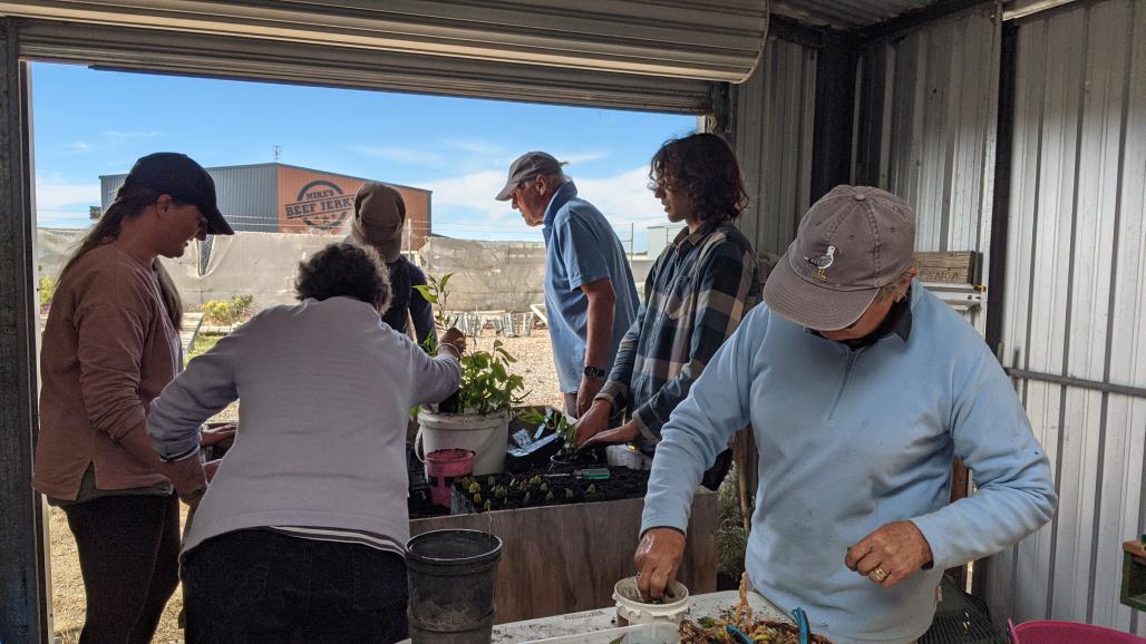 volunteers planting seedlings